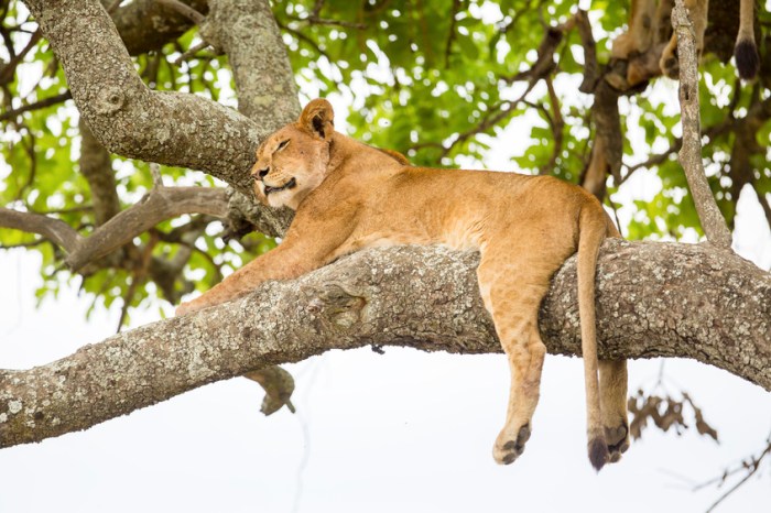 African lion rests in tree